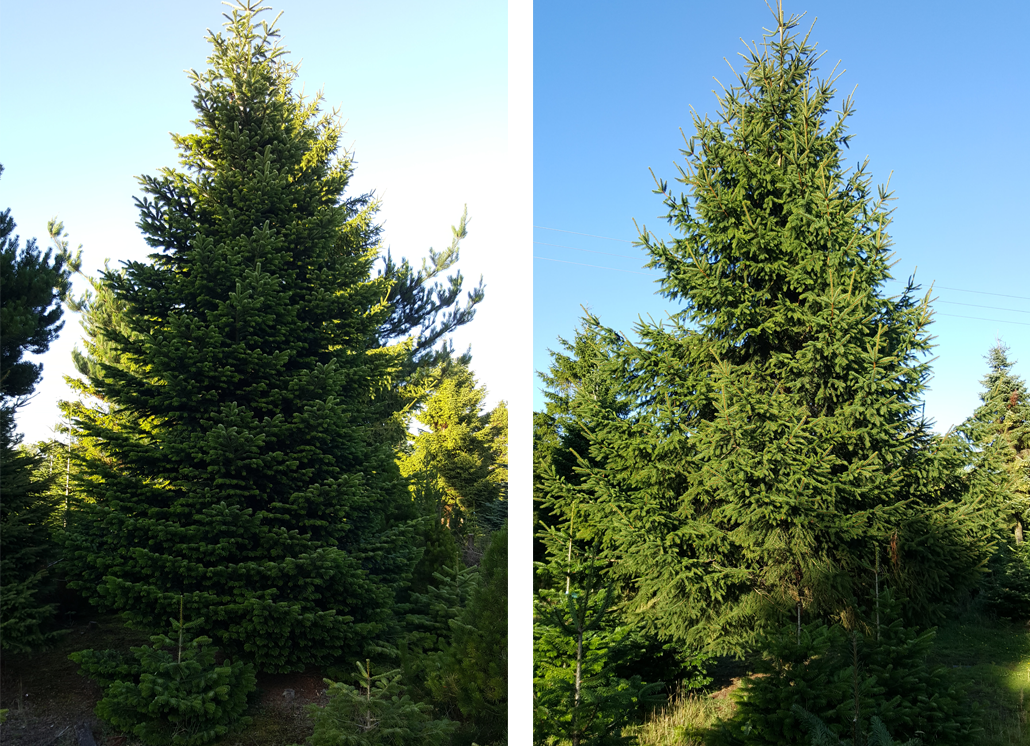 Large Christmas Trees DD Forestry